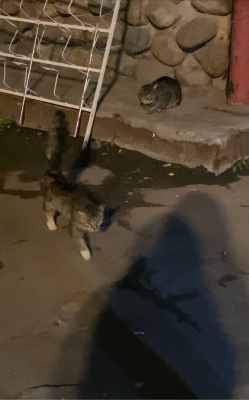 F5190825-A00C-435C-8B82-67368EF467B0.thumb.jpeg.5fd9f17032e238c420ddd2d6bd134f3d.jpeg
