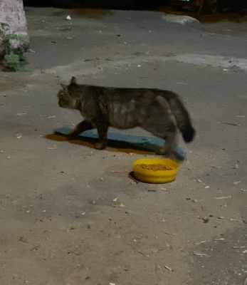 BB387194-8ABD-4182-86AC-EF66EE849FD6.jpeg