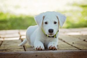 белый щенок
